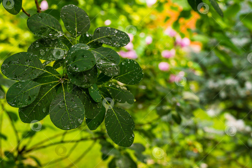 Скачать Молодые темно-зеленые листья Cotinus coggygria Royal Purple (Rhus cotinus, европейское дымчатое дерево) с каплями воды после дождя на размытом фоне зелени сада. Выборочный фокус. фотосток Ozero