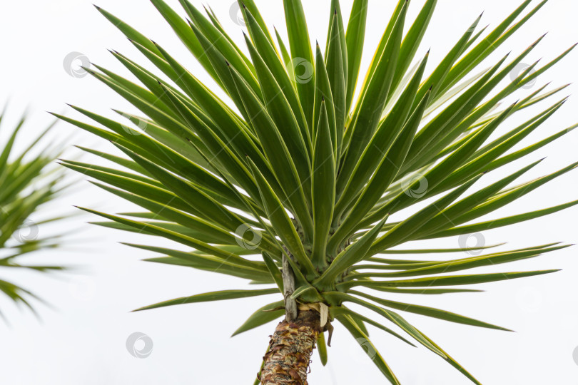 Скачать Зеленая листва алоэ Юкки (Yucca Aloifolia) или испанского штыкового кинжала. Декоративное растение в весеннем дендрарии Парка южных культур в Сириусе (Адлер) Сочи. фотосток Ozero