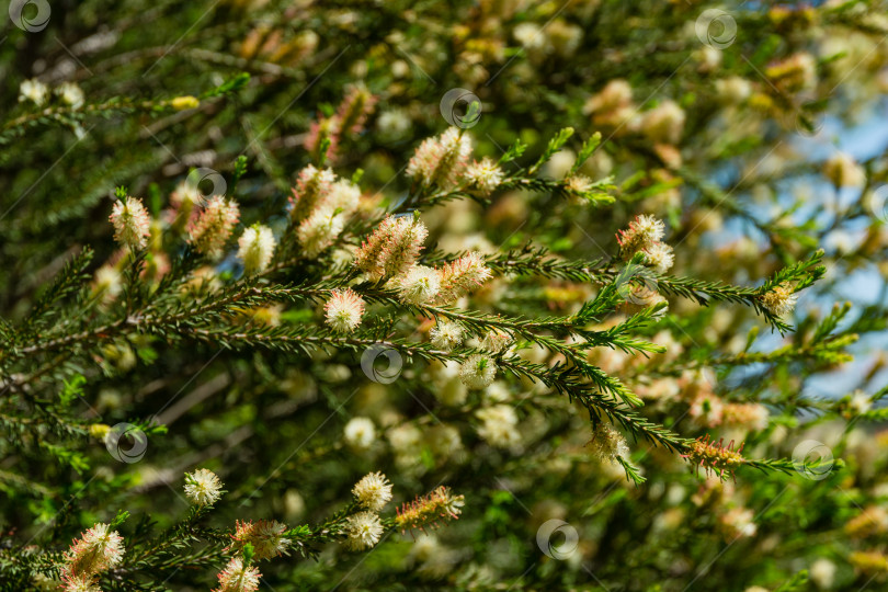 Скачать Melaleuca ericifolia (болотная папоротниковая кора) цветет на дереве в весеннем дендрарии Парка южных культур в Сириусе (Адлер) Сочи. Папоротниковое дерево (чайное дерево) цветет белыми кисточками. фотосток Ozero