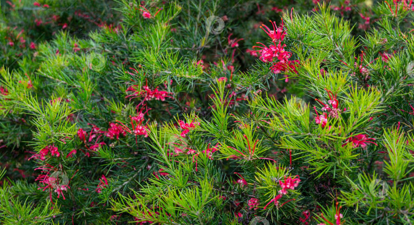 Скачать Розовые цветки гревиллеи можжевеловой Канберрской самоцветной и колючие листья, известные как гревиллея можжевеловая или колючий паутинный цветок. Гревиллея 'Канберрская жемчужина' (juniperina x rosmarinifolia) в Сочи фотосток Ozero