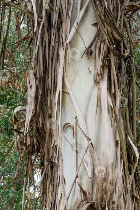 Скачать Оригинальная текстура коры, отслаивающейся от ствола эвкалипта или камедного дерева, растущего в дендрарии Парка южных культур в Сириусе (Адлер). Красивый природный ландшафт для любого дизайна фотосток Ozero