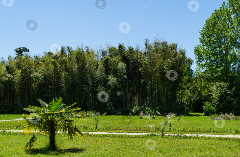 Скачать Красивый пейзаж с китайскими пальмами-ветряными мельницами (Trachycarpus fortunei) или пальмой Чусан на переднем плане и бамбуком Phyllostachys на заднем плане. Дендрарий Парка южных культур в Сириусе (Адлер) Сочи. фотосток Ozero