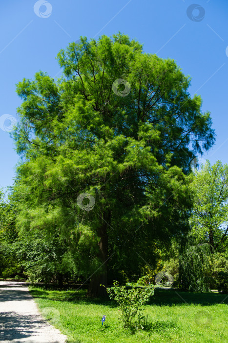 Скачать Таксодиум мукронатум (Taxodium Huegelii Lawson), широко известный как лысый кипарис Монтесумы. Это крупное вечнозеленое дерево растет в дендрарии Парка южных культур в Сириусе (Адлер) Сочи. фотосток Ozero