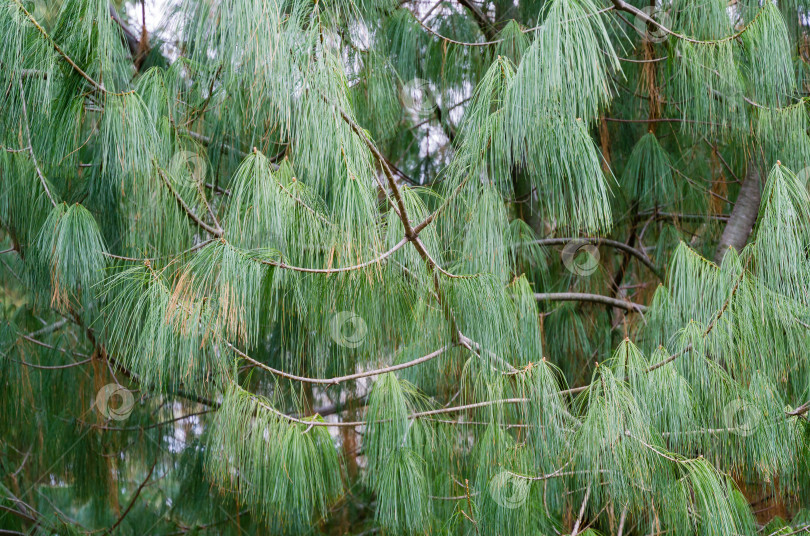 Скачать Крупный план длинных игл китайской белой сосны (Pinus Armandii Franch) в дендрарии Парка южных культур в Сириусе (Адлер) Сочи. Обои с природой, скопируйте пространство. фотосток Ozero