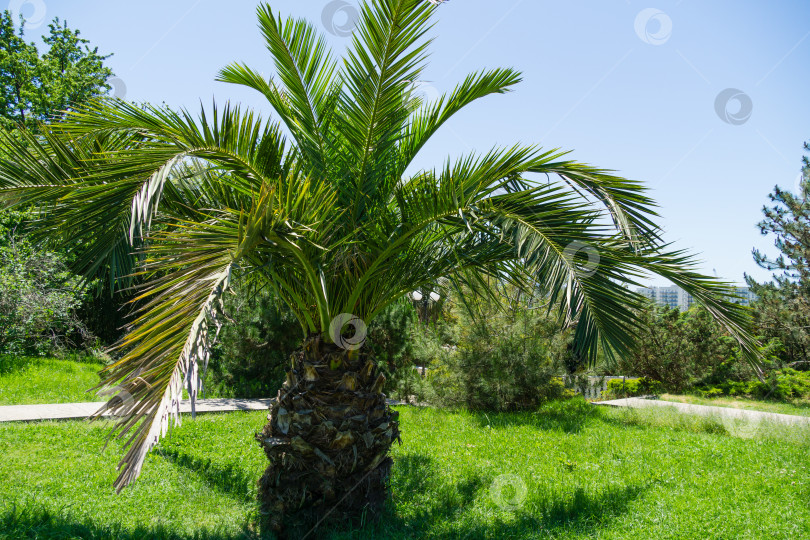 Скачать Красивая пальма Канарского острова Финиковая пальма (Phoenix canariensis) в весеннем парке южных культур в Сириусе (Адлер) Сочи.  Сорт Phoenix hybrida с роскошными листьями в весеннем парке фотосток Ozero