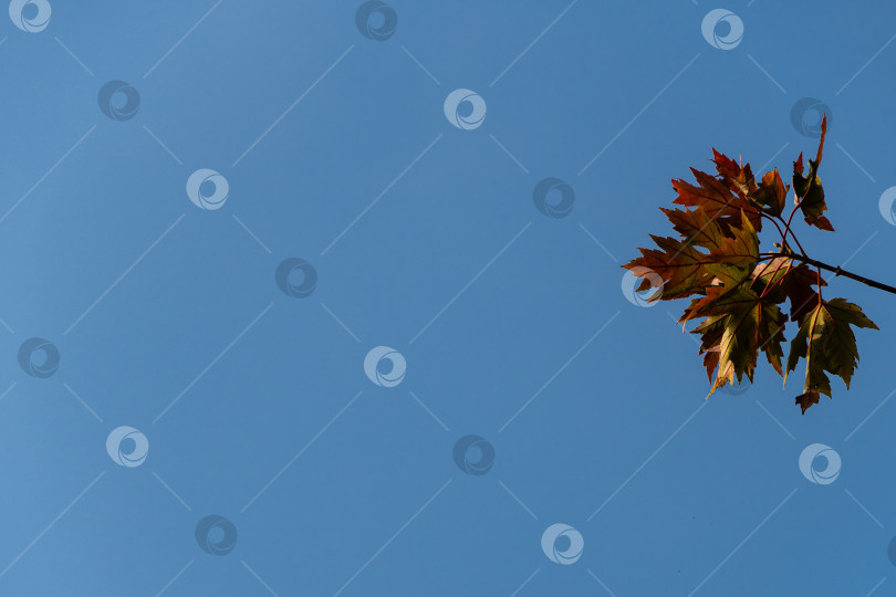 Скачать Ветка клена Acer без сахара с зелено-желтыми и желто-красными листьями на фоне голубого осеннего неба. Выборочный фокус. Концепция дизайна природы Северного Кавказа. фотосток Ozero