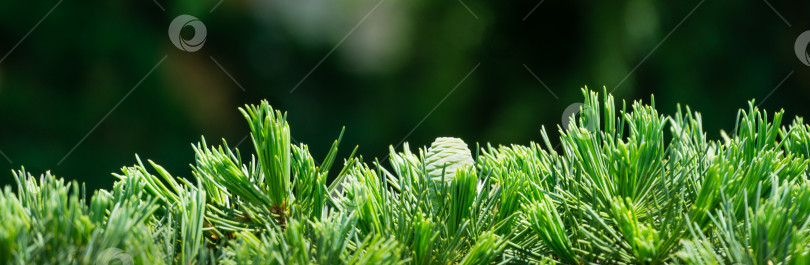 Скачать Крупный план зеленой хвои и молодых женских шишек гималайского кедра (Cedrus Deodara, Деодар), растущего в курортном городе Адлер недалеко от Сочи. Выборочный фокус. Красивый естественный зеленый фон для любого дизайна фотосток Ozero