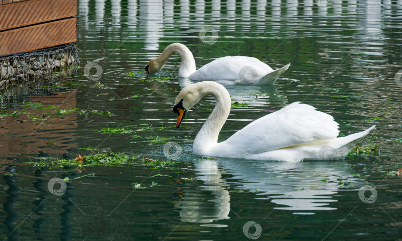 Скачать Два белых лебедя Cygnus olor едят зеленую пищу. Редкий лебедь, находящийся под угрозой исчезновения, на изумрудной воде озера в дендрарии Парка южных культур в Сириусе (Адлер). Солнечный весенний день. фотосток Ozero