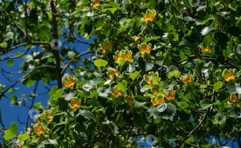 Скачать Много цветов на тюльпановом дереве (Liriodendron tulipifera) в дендрарии Парка южных культур в Сириусе (Адлер) Сочи. Американское тюльпанное дерево или тюльпановый тополь на фоне голубого неба. фотосток Ozero