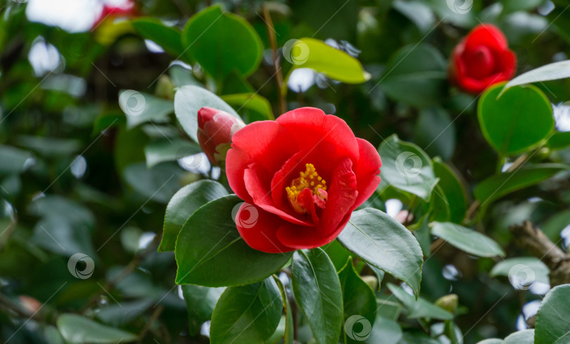 Скачать Японская камелия (Camellia japonica) в солнечный весенний день в дендрарии Парка южных культур в Сириусе (Адлер). Крупным планом красные, похожие на розу цветы камелии и бутоны с вечнозелеными глянцевыми листьями фотосток Ozero