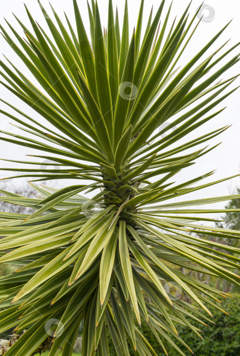 Скачать Зеленая листва алоэ юкки окаймленной (Yucca Aloifolia Marginata) или испанского штыкового кинжала. Декоративное растение с желтой каймой в весеннем дендрарии Парка южных культур в Сириусе (Адлер) Сочи. фотосток Ozero