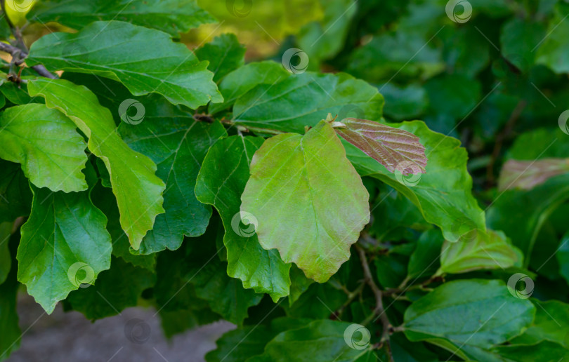 Скачать Крупный план Parrotia persica или персидского железного дерева со свежими зелеными листьями в весеннем дендрарии Парка южных культур в Сириусе (Адлер) Сочи. Выборочный фокус. Концепция природы фотосток Ozero