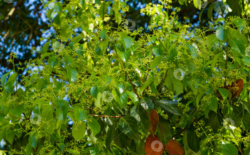 Скачать Крупный план цветения камфорного дерева (Cinnamomum camphora) обыкновенного камфорного дерева или камфорного лавра с вечнозелеными листьями в дендрарии Парка южных культур в Сириусе (Адлер) Сочи. фотосток Ozero