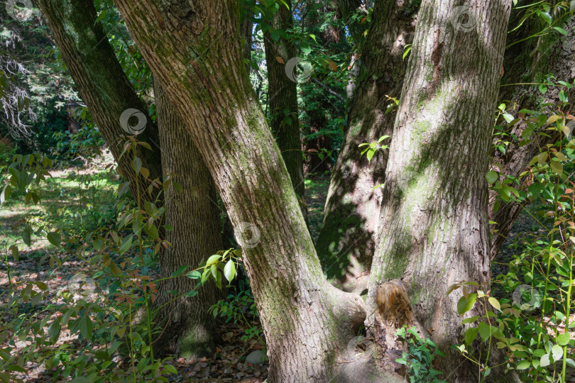 Скачать Текстурированные стволы большого камфорного дерева (Cinnamomum camphora), обыкновенного камфорного дерева или камфорного лавра с вечнозелеными листьями в дендрарии Парка южных культур в Сириусе (Адлер) Сочи. фотосток Ozero