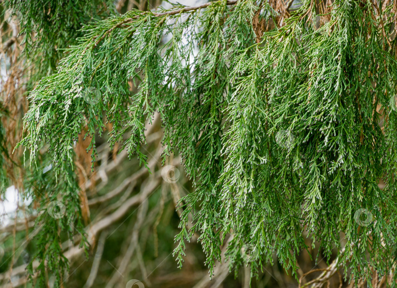 Скачать Ветви кипариса Лоусона (Chamaecyparis Lawsoniana Filifera), известного как порт-Орфордский кедр, белый или орегонский кедр, в весенний день в дендрарии Парка южных культур в Сириусе (Адлер). фотосток Ozero