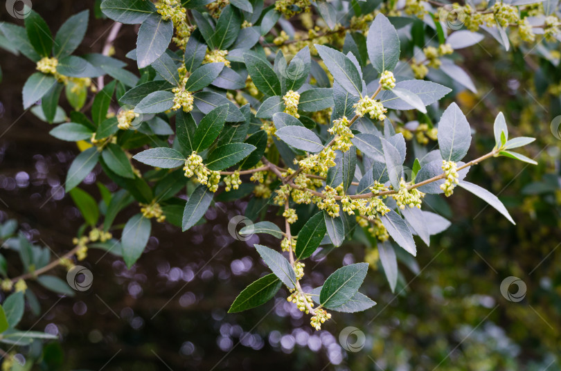 Скачать Красиво цветущая Phillyrea Latifolia, широко известная как Жасминовая коробочка, Зеленая олива или имитация бирючины крупным планом. Вечнозеленое дерево растет в дендрарии Парка южных культур в Сириусе (Адлер) Сочи. фотосток Ozero