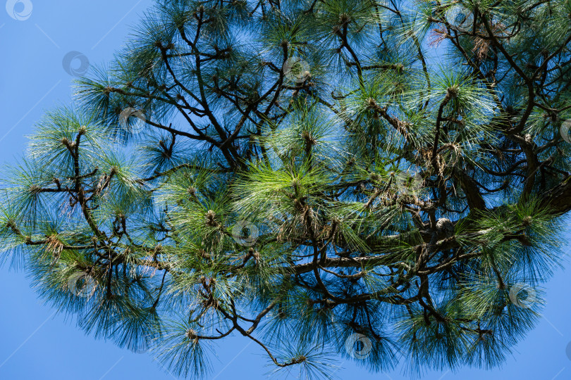 Скачать Крупный план очень длинных иголок сосны косолапой (Pinus Elliottii) в дендрарии Парка южных культур в Сириусе (Адлер) Сочи. фотосток Ozero