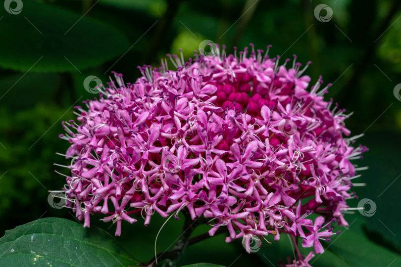 Скачать Ярко-розовые цветки листопадного кустарника Клеродендрум (лат. Clerodendrum) на размытом фоне зелени в саду. Выборочный фокус. Крупный план. Множество цветков в одном ароматном соцветии. фотосток Ozero