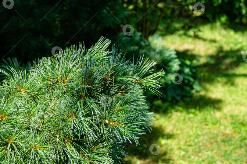 Скачать Ветка с зелеными и серебристыми иглами сосны Pinus parviflora Glauca на размытом фоне вечнозеленых растений. Выборочный фокус. Крупный план. Концепция природы для дизайна. счастливого Рождества и нового года. фотосток Ozero
