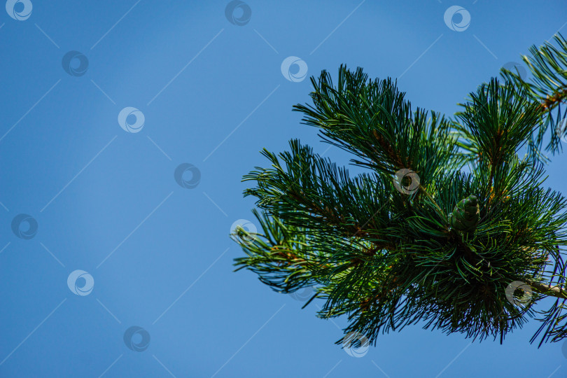 Скачать Ветка сосны Pinus parviflora Glauca с зелеными и серебристыми иголками на фоне голубого неба. Выборочный фокус. На ветке в центре молодая зеленая шишка. Счастливого Рождества и нового года. фотосток Ozero
