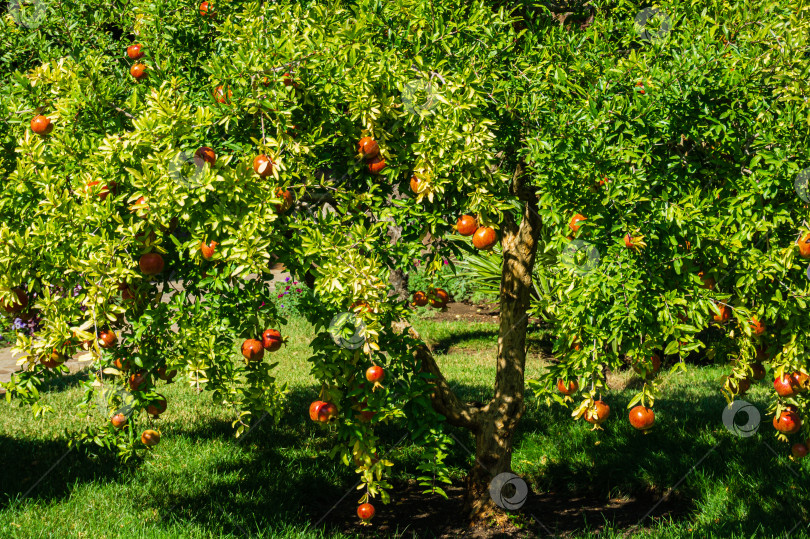 Скачать Много спелых красных гранатов (Punica granatum) на дереве во фруктовом саду ландшафтного парка "Парадайз" в Партените в Крыму. Солнечный осенний день. Избирательный фокус. фотосток Ozero