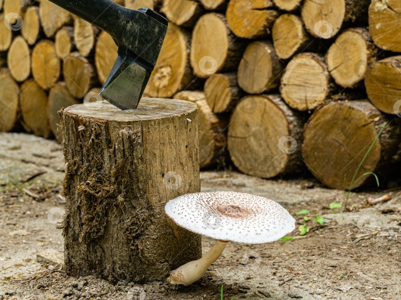 Скачать Смертельно ядовитый лесной гриб растет на дубовом пне для колки дров. Размытый фон. Выборочный фокус. Топор торчит из дубового пня. Белая шляпка ядовитого гриба с коричневым бугорком посередине. фотосток Ozero