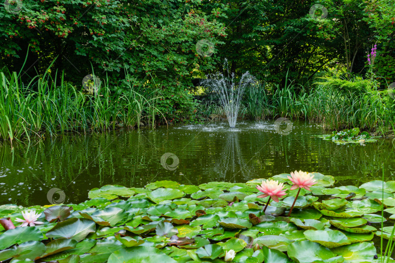 Скачать Отражение струи воды из каскадного фонтана на изумрудной поверхности пруда в тенистом саду. На переднем плане цветы кувшинок или лотосов в мягком фокусе. Свежесть и прохлада в солнечный день. фотосток Ozero
