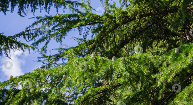 Скачать Красивые молодые шишки на ветвях гималайского кедра (Cedrus Deodara, кедр Деодар) в ландшафтном парке "Парадайз" санатория имени Айвазовского в Партените в Крыму. Огромные деревья вдоль дорожек на побережье Черного моря фотосток Ozero