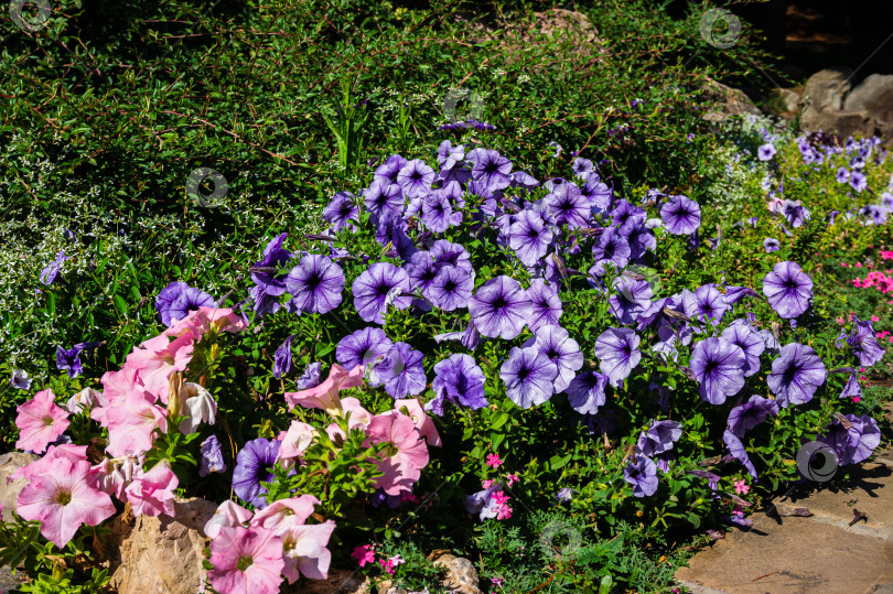 Скачать Великолепные цветы петунии (Petunia hybrida) с фиолетовыми и розовыми лепестками вдоль пешеходных дорожек в ландшафтном парке Парадайз в Партените в Крыму. Осенний цветочный пейзаж, свежие обои. фотосток Ozero