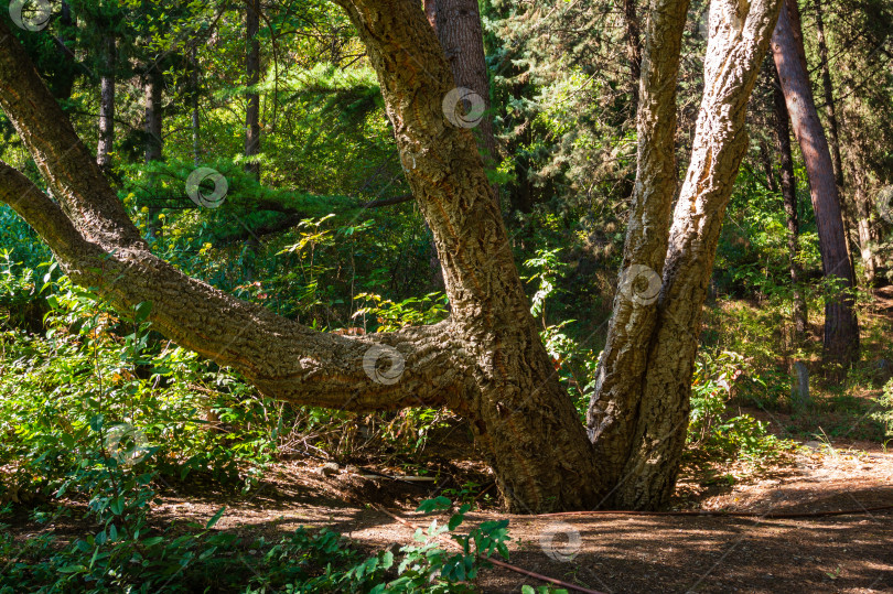 Скачать Quercus suber, обычно называемый пробковым дубом, в ландшафтном парке "Рай" санатория имени Айвазовского в Партените в Крыму. Пробковый дуб Quercus среднего размера в окружении вековых вечнозеленых деревьев. фотосток Ozero