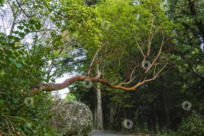 Скачать Земляничное дерево (Arbutus unedo) растет над пешеходной дорожкой в Мансардном парке в Крыму. Красивые вечнозеленые листья и гладкий ствол земляничного дерева семейства вересковых. Природная концепция дизайна. фотосток Ozero
