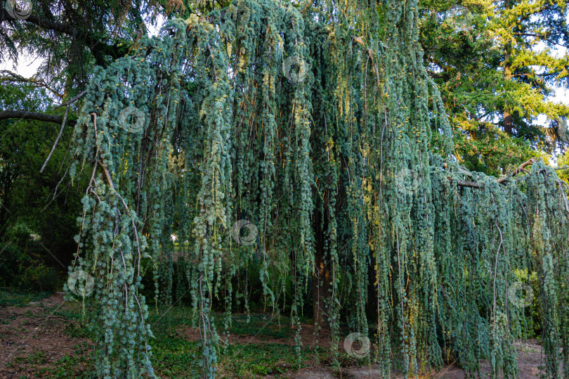 Скачать Величественный плакучий голубой атласский кедр (Cedrus atlantica Glauca Pendula) в старом Массандровском парке, Крым. Крупным планом свисающие ветви на фоне вечнозеленых деревьев. фотосток Ozero