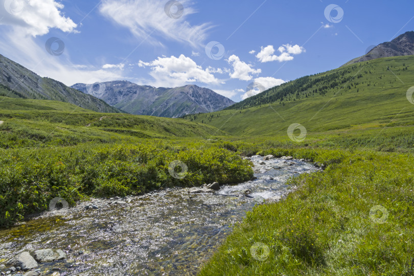 Скачать Верховья горной реки. Горный Алтай, Сибирь, Россия. фотосток Ozero