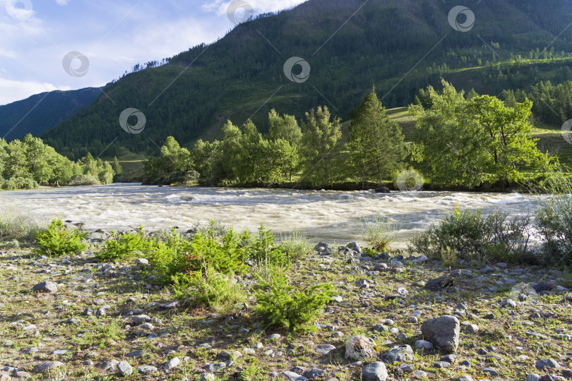 Скачать Небольшая лиственница на берегу реки. Алтай. Россия фотосток Ozero