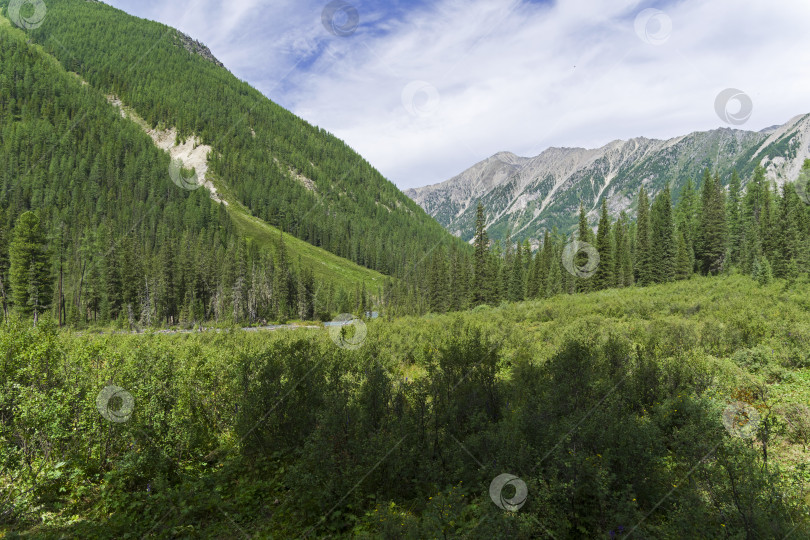 Скачать Заросли карликовой березы. Горный Алтай, Сибирь, Россия. фотосток Ozero