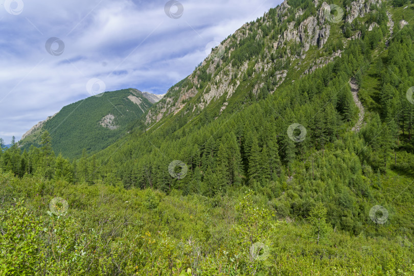 Скачать Заросли карликовой березы. Горный Алтай, Сибирь, Россия. фотосток Ozero