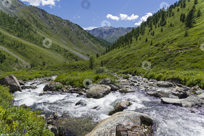 Скачать Верховья горной реки. Горный Алтай, Сибирь, Россия. фотосток Ozero