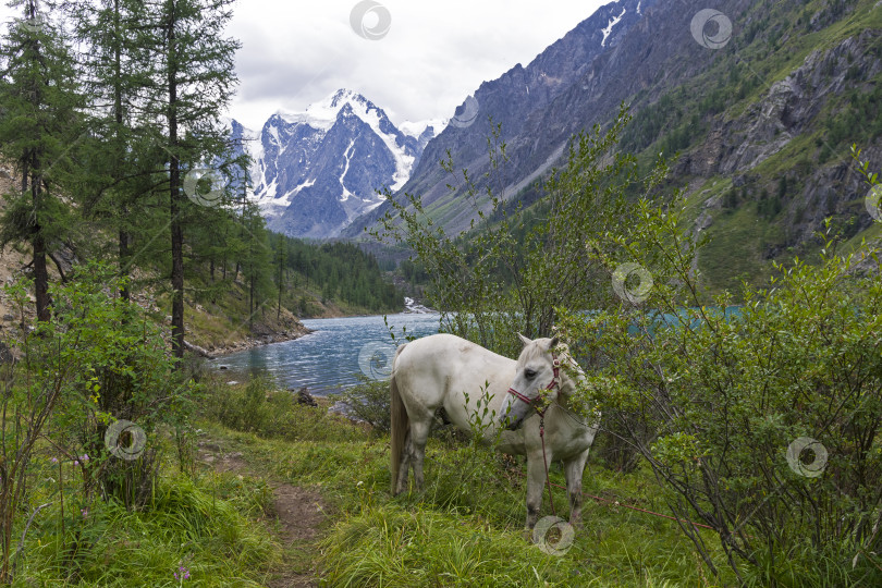 Скачать Лошадь пасется на берегу горного озера. Горный Алтай, Россия. фотосток Ozero