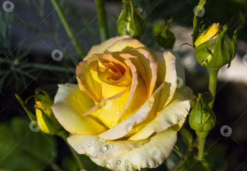 Скачать Капельки воды на цветущей ярко-желтой розе. фотосток Ozero