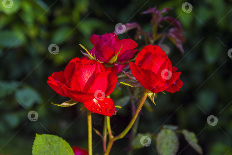 Скачать Три цветка ярко-красной розы на кусте в саду. фотосток Ozero