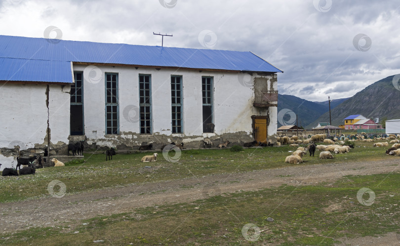 Скачать Овцы и козы на улице села. Горный Алтай, Россия. фотосток Ozero