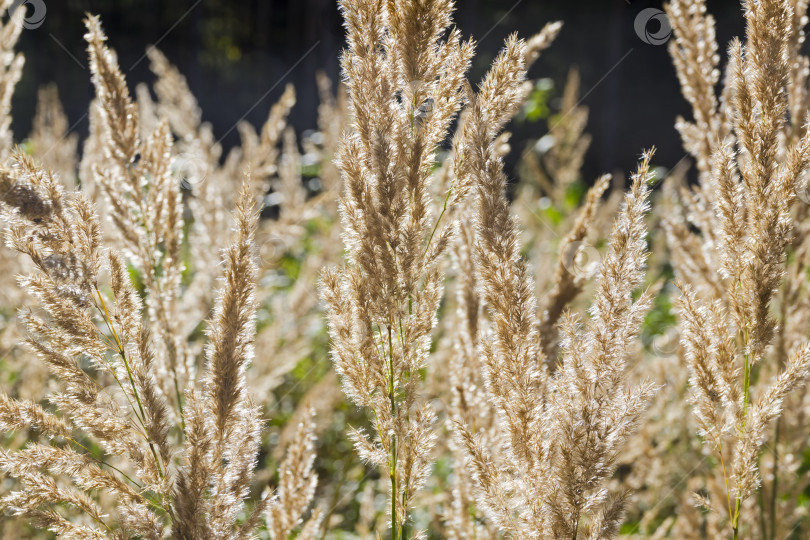 Скачать Колоски луговых трав в качестве фона. фотосток Ozero
