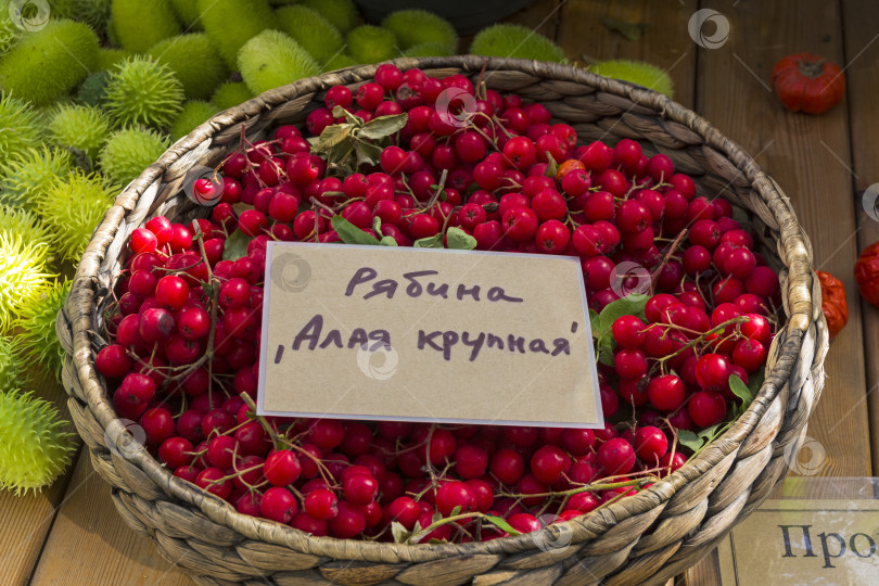 Скачать Корзинка со спелыми ягодами рябины фотосток Ozero