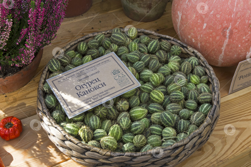 Скачать Корзинка с плодами огурца канокси (cucumis canoxyi). фотосток Ozero