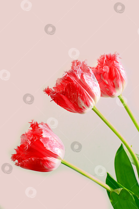 Скачать Цветочная композиция с тюльпанами на розовом фоне. Минимальный шаблон для оформления. Концепция для Женского дня, Дня матери, баннера, поздравления любимой с праздником, фотосток Ozero