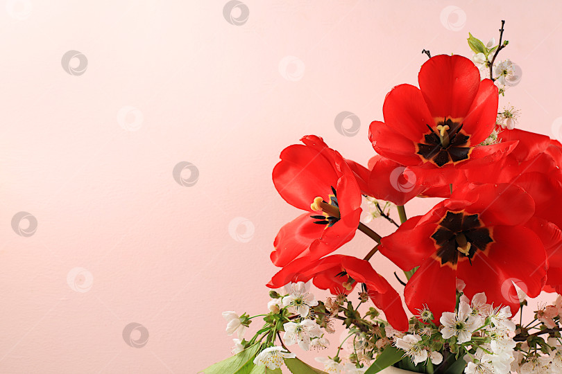 Скачать Цветочная композиция с тюльпанами и цветущей вишней на розовом фоне. Минимальный шаблон для оформления. Концепция для Женского дня, Дня матери, баннера, поздравления любимой с праздником фотосток Ozero