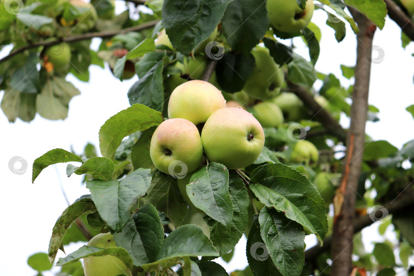 Скачать Ветка со спелыми яблоками сорта Сергиана в саду фотосток Ozero