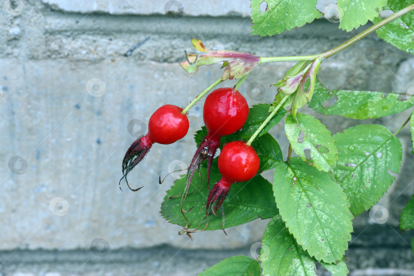 Скачать спелые плоды шиповника на фоне кирпичной стены фотосток Ozero