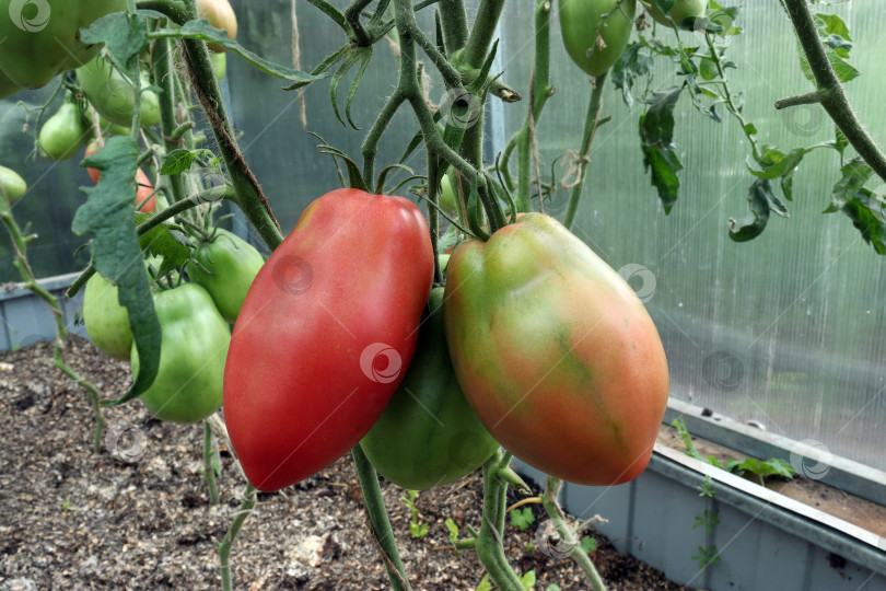 Скачать красные и зеленые помидоры в теплице выращивают для диетического питания фотосток Ozero
