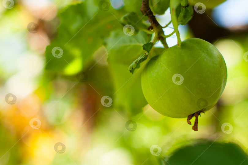 Скачать зеленое яблоко на ветке фотосток Ozero